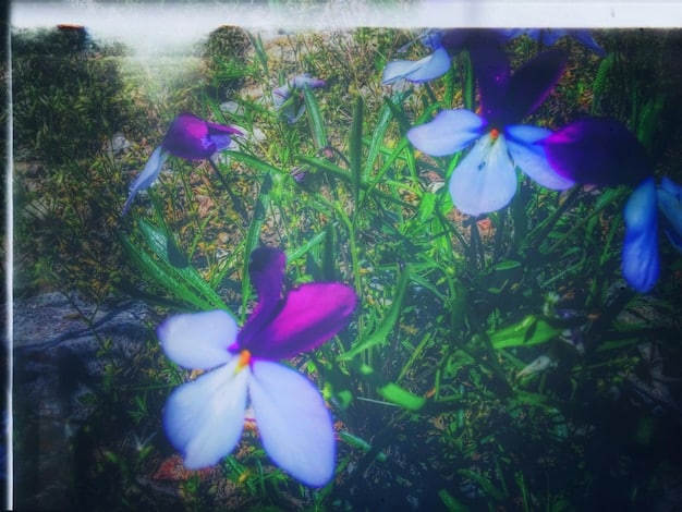 A close-up of a 4K TV screen showing a nature documentary. The image highlights the intricate details and vibrant colors of the 4K resolution.